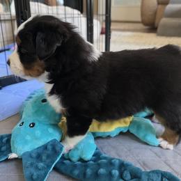 Miniature American Shepherd Puppies from All About Me Miniature American Shepherds