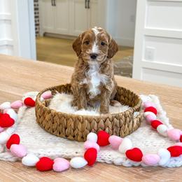 FIREWORK - Red  male Goldendoodle puppy in Bell Buckle, Tennessee from Precious Puptown Doodles