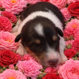 Jade - Black white and tan female Collie puppy in Carencro, Louisiana from Cajun Bayou's Collies LLC