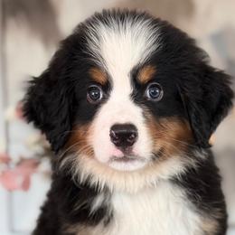 Mango - Tri-color male Bernese Mountain Dog puppy in Yuciapa, California from AlltheDoodlez_