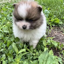 Ted - Red parti male Pomeranian puppy in Hinckley, Minnesota from Knowlen Poms