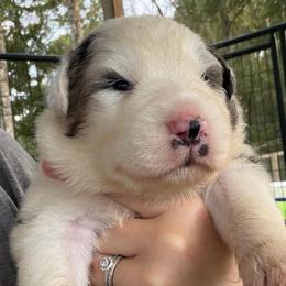 Roux - Blue merle male Australian Shepherd puppy in Franklinton, Louisiana from Cottonwood Farms Australian Shepherds