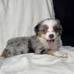Chocolate chip - Blue merle male Miniature Australian Shepherd puppy in Bedias, Texas from JSK Aussie and Cavaliers