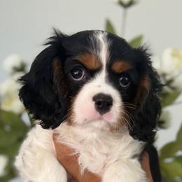 Charlie girl - Tri-color female Cavalier King Charles Spaniel puppy in Yuciapa, California from AlltheDoodlez_