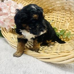 Lucy - Black tri-color female Aussiedoodle puppy in Hamilton, Michigan from White Pine Farm