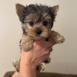 Runt 1 - Blue and gold male Yorkshire Terrier puppy in Milton, Florida from Sassenach Yorkie Kennels