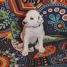 Dalmatian Puppies from Samba Flavors