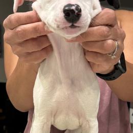 Lefty - White and black male Whippet puppy in Winter Garden, Florida from Infinity Whippets