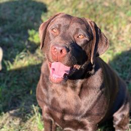 Dove - Labrador Retriever