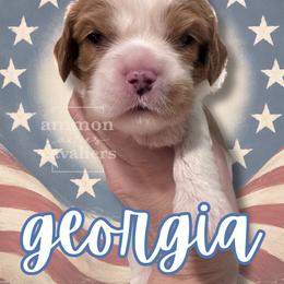 Georgia - Blenheim female Cavalier King Charles Spaniel puppy in Ammon, Idaho from Ammon Acres Cavaliers