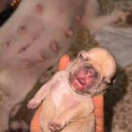 Butters - Fawn female French Bulldog puppy in Roanoke Rapids, North Carolina from Ferrell’s Frenchies