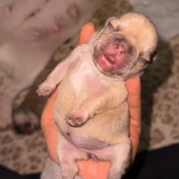 Butters - Fawn female French Bulldog puppy in Roanoke Rapids, North Carolina from Ferrell’s Frenchies