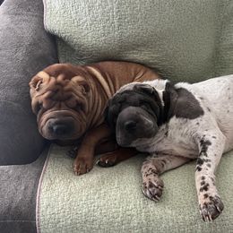 Bella - Chinese Shar-Pei