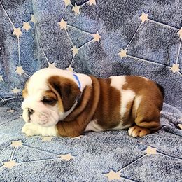 Cypress - Red and white male Bulldog puppy in Hillsdale County, Michigan from KZ Bullies LLC