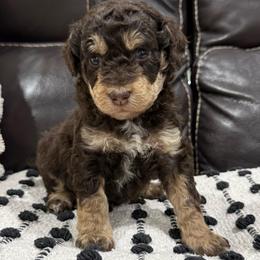 Tennessee - Red tri-color female Aussiedoodle puppy in Heber City, Utah from Junipersdoodles