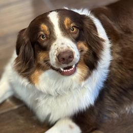 Kinley - Australian Shepherd