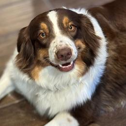 Kinley - Australian Shepherd