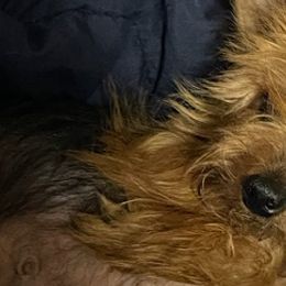 Shih Tzus and Yorkshire Terriers from Perfectly Pom Farm