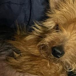 Shih Tzus and Yorkshire Terriers from Perfectly Pom Farm