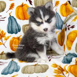 Encino - Blue male Pomsky puppy in Sheffield, Iowa from Clover Ridge Pomskies