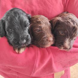 Aussiedoodle, Goldendoodle, and Labradoodle Puppies from Loving Doodle