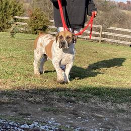 Artica - Boerboel