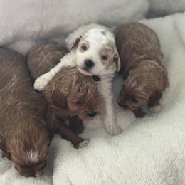 Goldendoodle puppies from Canyon Creek Puppies