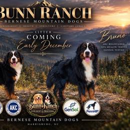 Bernese Mountain Dog puppies from Bunn Ranch Goldens & Bernese