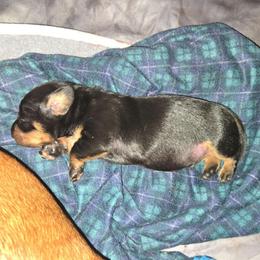 Norbit - Black and tan male Dachshund puppy in Jesup, Georgia from Brotts Fur Babies