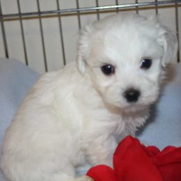 Maltese and Shih Tzus from Pamspups