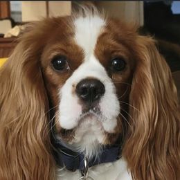 Benji - Cavalier King Charles Spaniel
