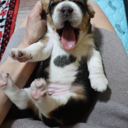 Beagle Puppies from Homegrown Beagles
