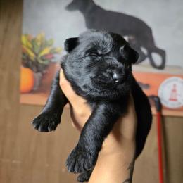 Rook - Blue Collar Male - Bi-color male German Shepherd puppy in Hawthorne, Florida from Lace's High Flying German Shepherds And Golden Retrievers