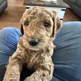 Poodle Puppies from Cano Homestead Poodles