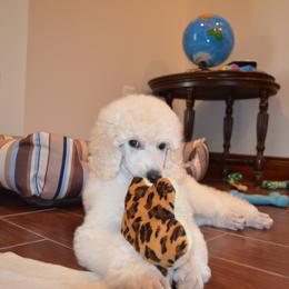 Poodle Puppies from D and D Standard Poodles