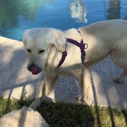 Stud Dog for Sale - Light golden male Golden Retriever puppy in Buckeye, Arizona from Ryder's Roundup