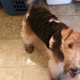 Wire Fox Terriers from Bluegrass Wyre