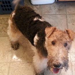Wire Fox Terriers from Bluegrass Wyre