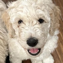 Goldendoodles from Cole Creek Doodles
