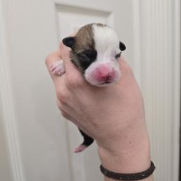 Boy 4- - Fawn male Pembroke Welsh Corgi puppy in Reno, Nevada from PBJ Corgis