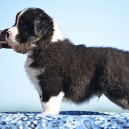 Miniature American Shepherd Puppies from Bandana Kennel