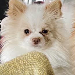 Milo - Pomeranian
