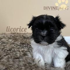 Mi-Kis from Creme De La Creme Mi-Ki