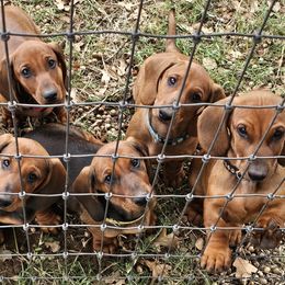 Dachshund puppies from Rachel's Dachshunds