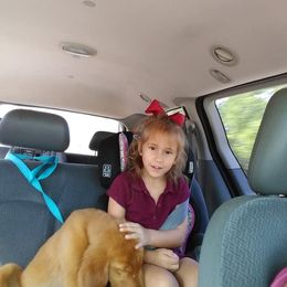 Golden Retriever Puppies from Gingersnap Golden Retrievers