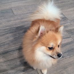 Niko - Pomeranian