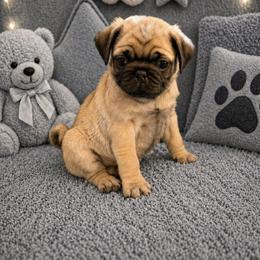 Harlen - Fawn male Pug puppy in Winter Haven, Florida from Lisa's Pugalicious Pugs