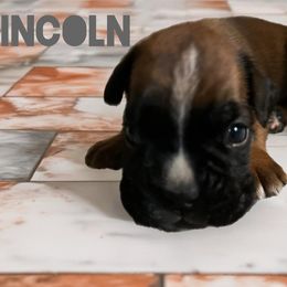 Boxer Puppies from Mountain View Boxers