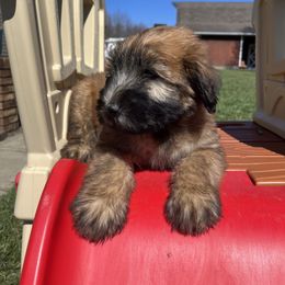 Soft Coated Wheaten Terrier Puppies from Warzalas wheatens