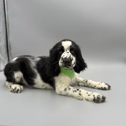 Sirius - White and black male English Springer Spaniel puppy in Lake Tomahawk, Ohio from StoneyBrook Setters